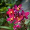 orchidée sauvage rose