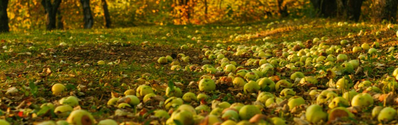 terroir cidre finistere sud